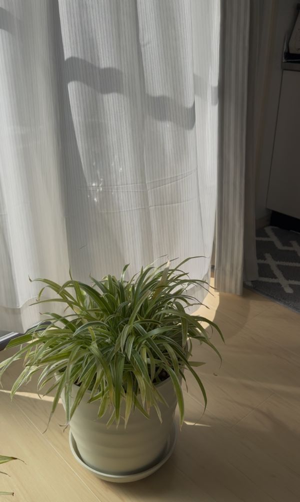 カーテン越しの日ざしと観葉植物